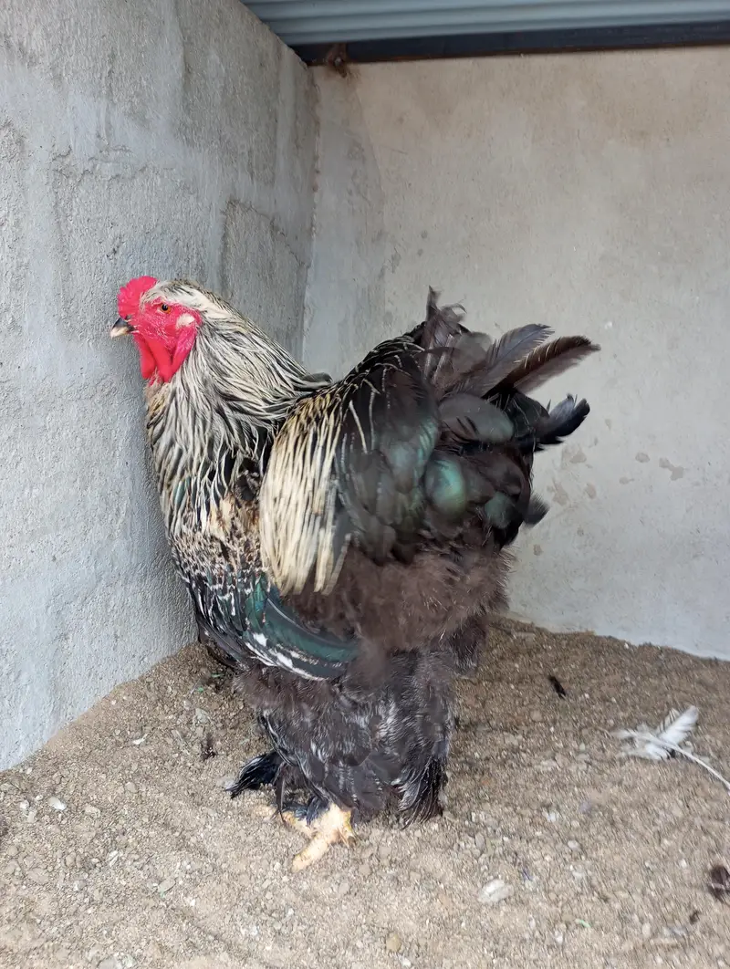 BLACK PARTRIDGE BRAHMA — photo 2