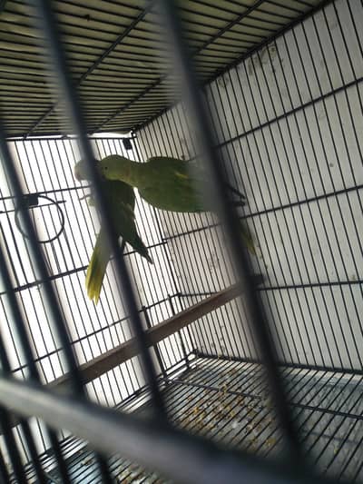 Parrot pair for sale