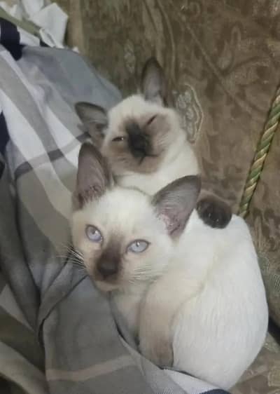 pure Siamese kittens
