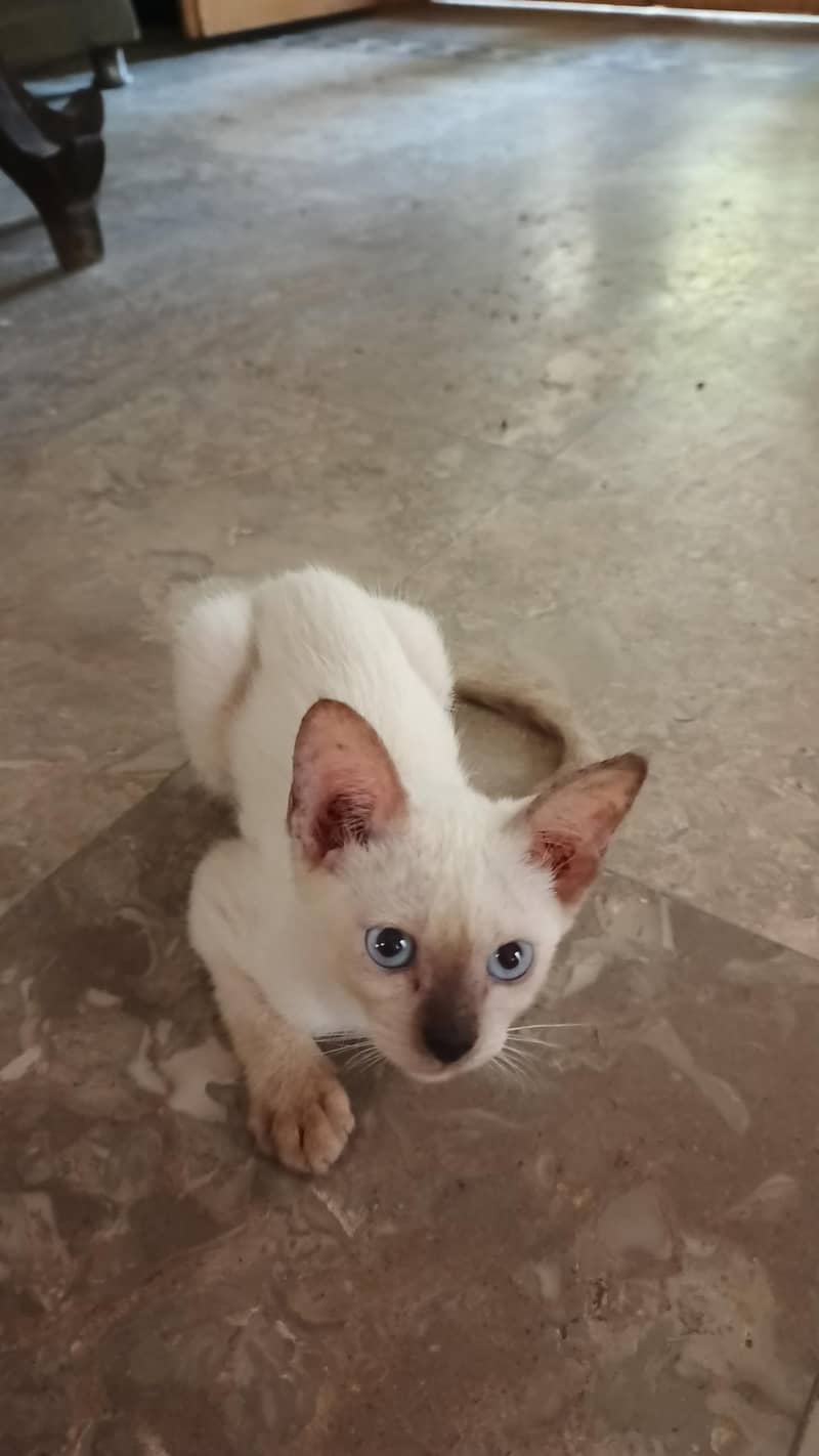 pure Siamese kittens 1