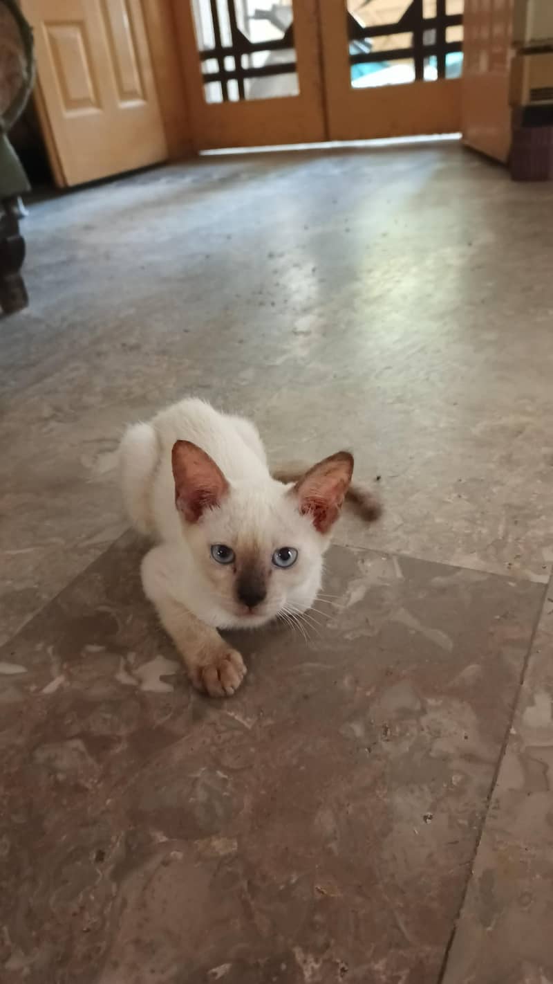 pure Siamese kittens 2