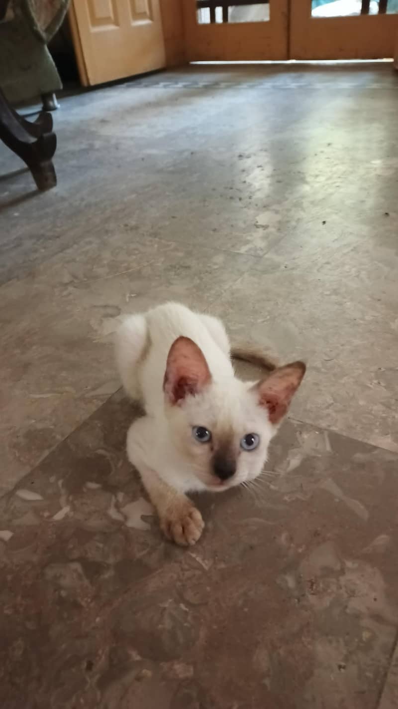 pure Siamese kittens 3