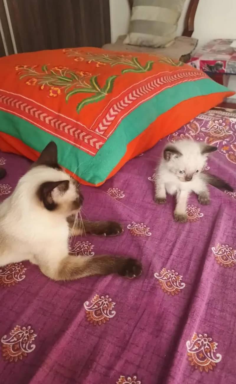 pure Siamese kittens 5