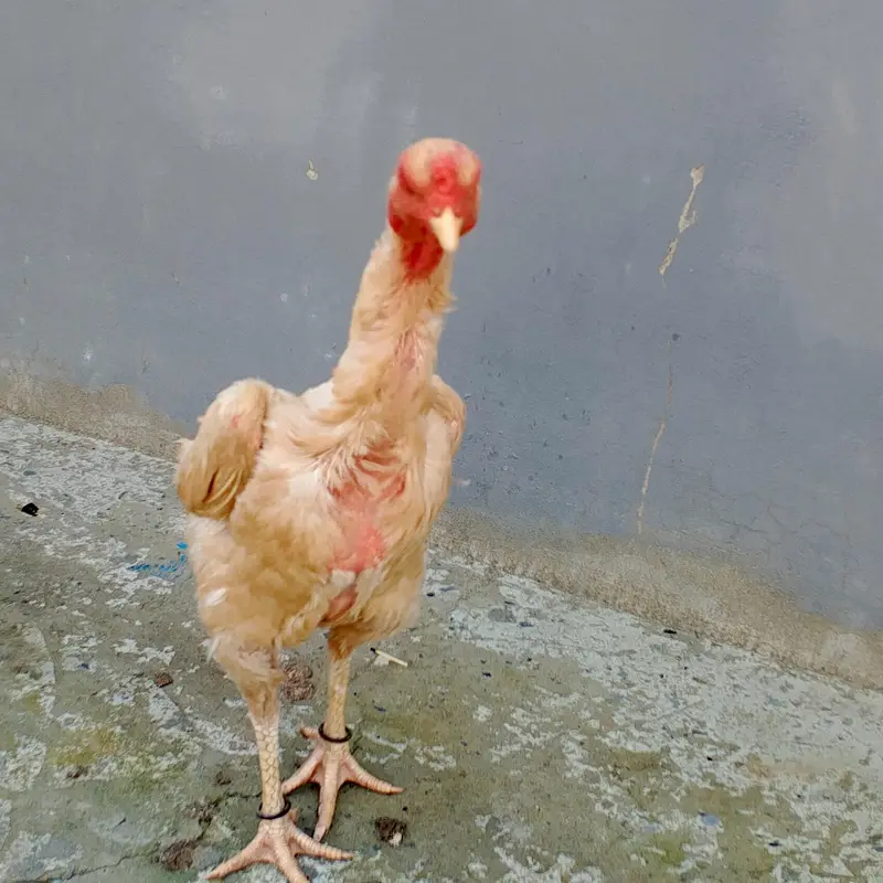 pure white shamoo female 03169034640 — photo 2
