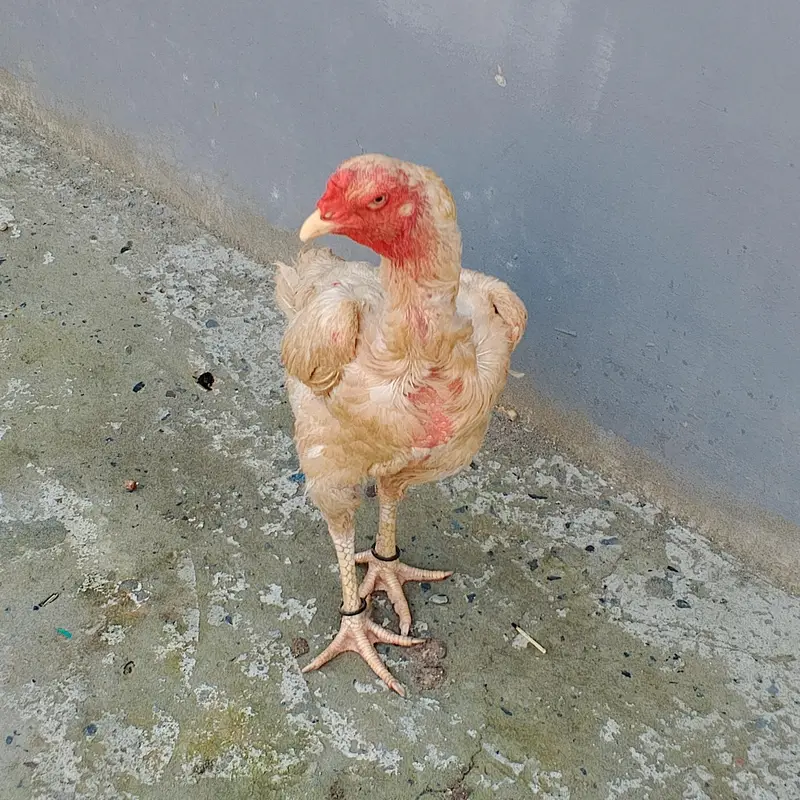 pure white shamoo female 03169034640 — photo 3
