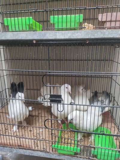 laka  2 pairs