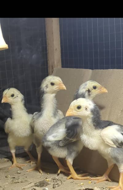aseel chicks | shamo chicks | mianwali chicks | white shamo | veitnam