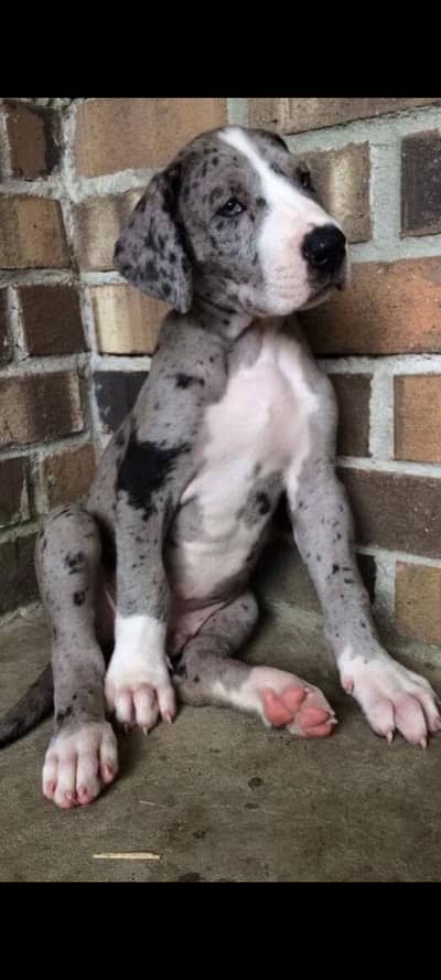 PEDIGREE GREAT DANE PUPPY AVAILABLE FOR SALE