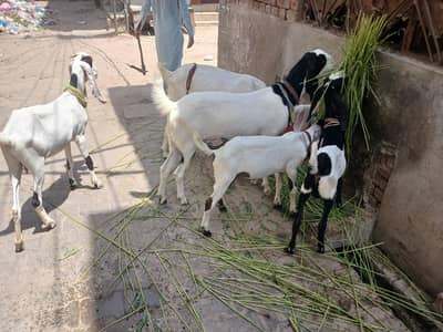 3 bakri 2 male