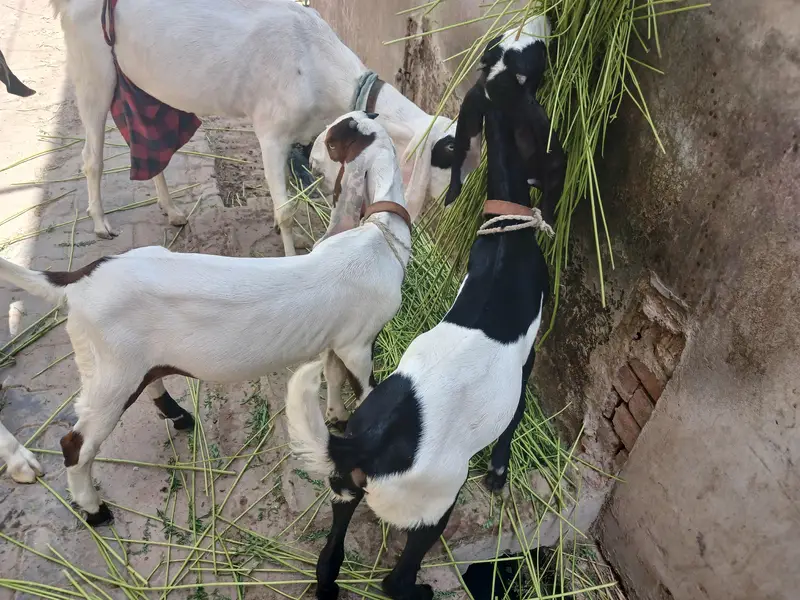 3 bakri 2 male — photo 2