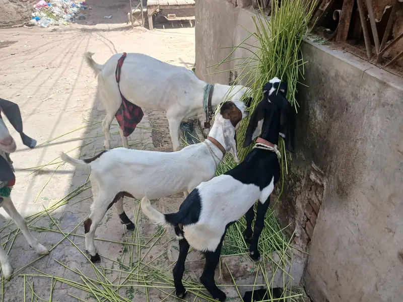 3 bakri 2 male — photo 3
