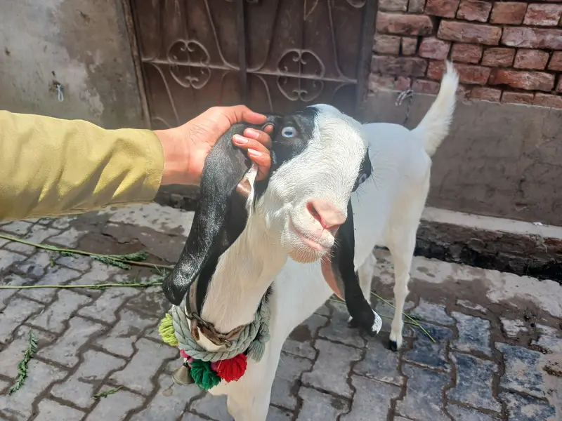 3 bakri 2 male — photo 4
