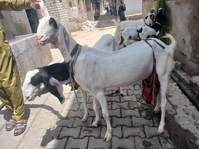 3 bakri 2 male — photo 5