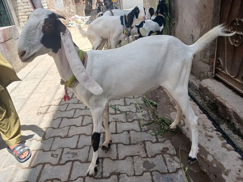 3 bakri 2 male — photo 6