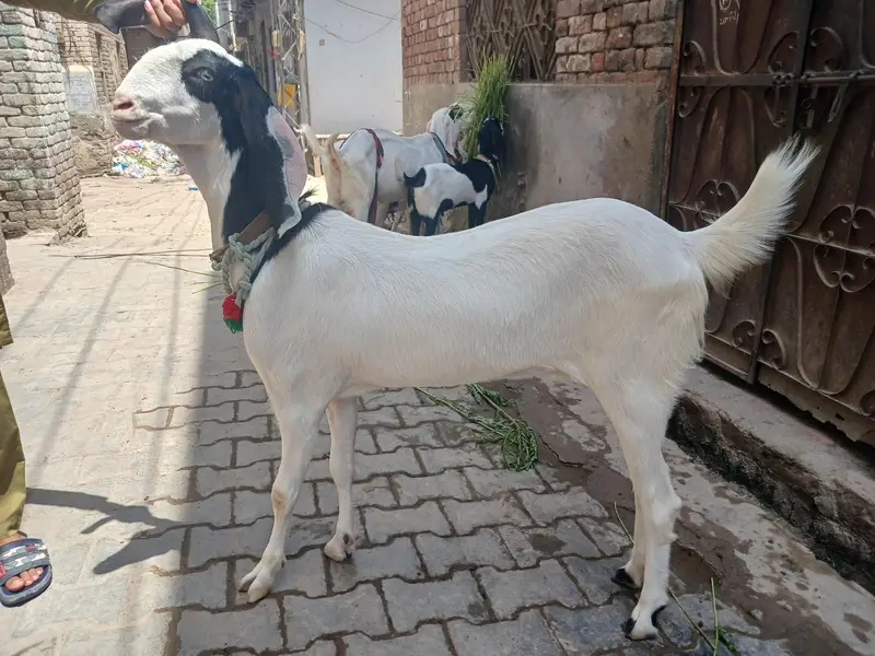 3 bakri 2 male — photo 7
