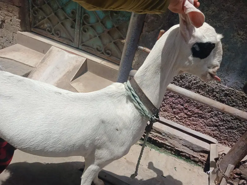 3 bakri 2 male — photo 8