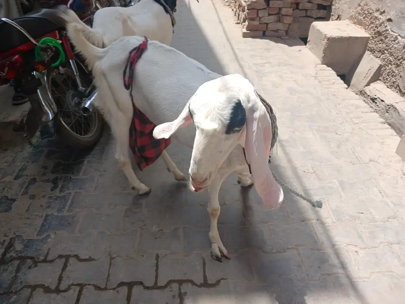 3 bakri 2 male — photo 9