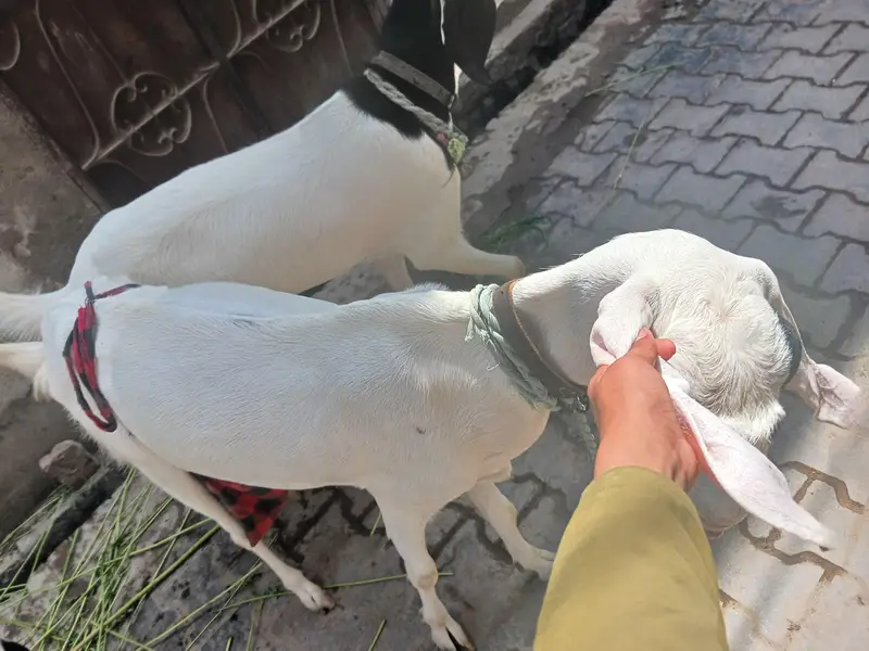 3 bakri 2 male — photo 10
