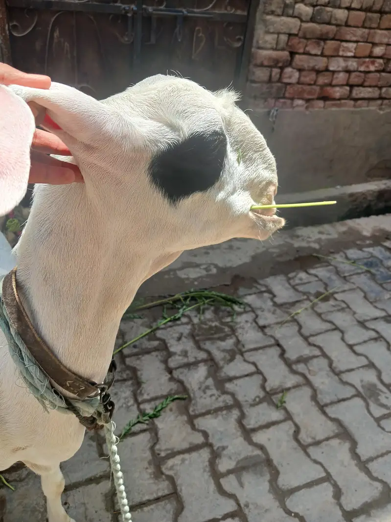 3 bakri 2 male — photo 11