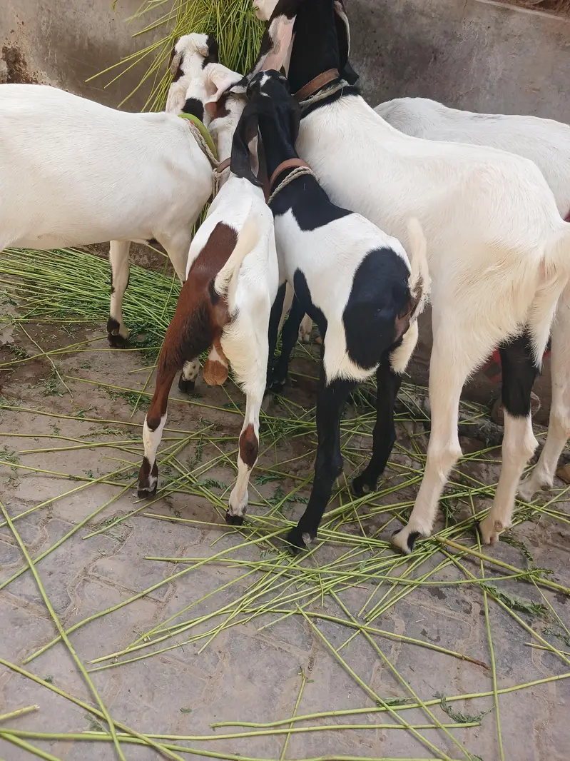 3 bakri 2 male — photo 12