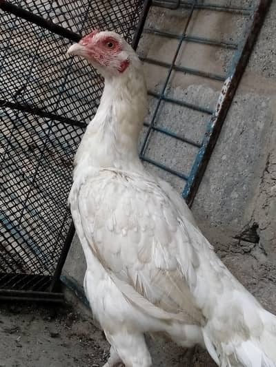 Pure heera Aseel Murgi Breeding ky leye best