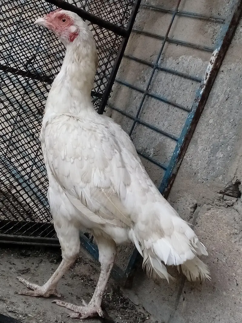 Pure heera Aseel Murgi Breeding ky leye best — photo 2