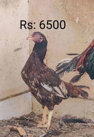 Whats app 03482053855