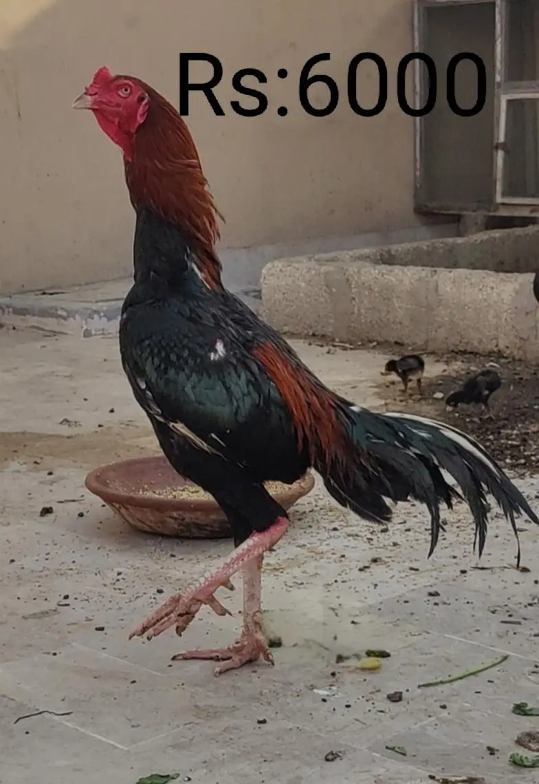 Whats app 03482053855 — photo 2