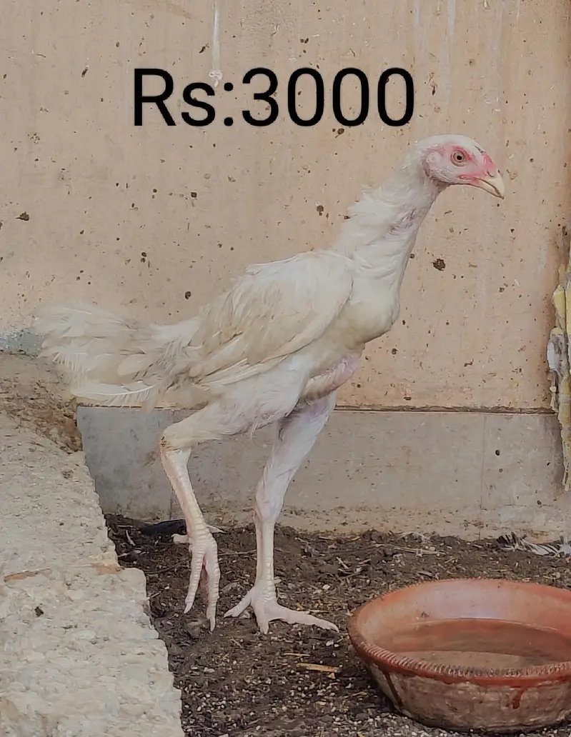 Whats app 03482053855 — photo 3