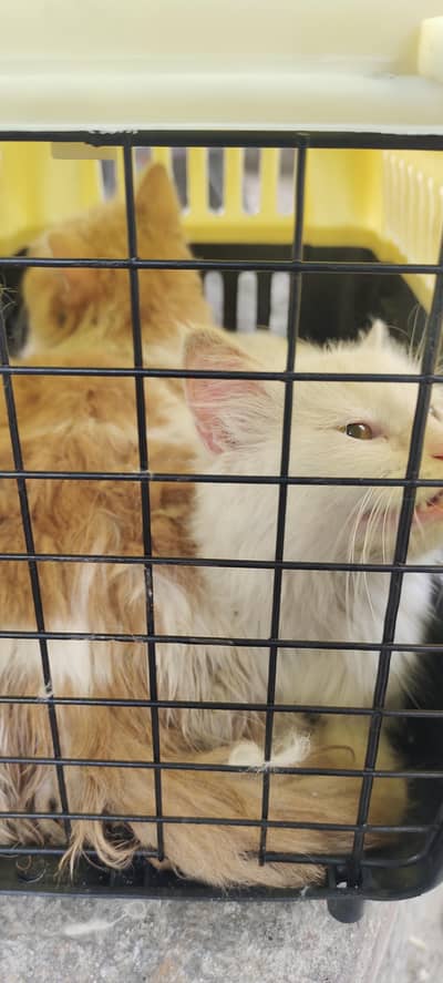 cat pair vaccinated