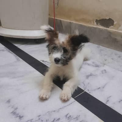 Beautiful Sheltie Tzu (Shih Tzu Mix) Cute Puppy for Sale