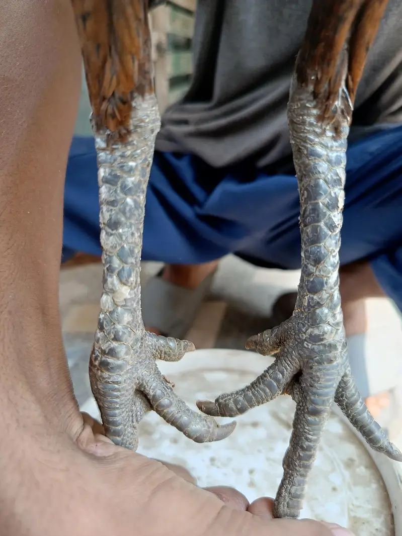 Thai dragon Madi — photo 3