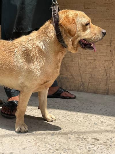 Labrador male for sale 03220050814