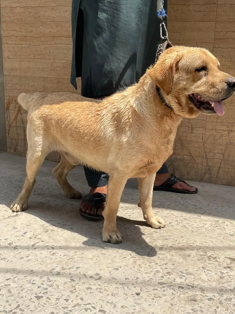 Labrador male for sale 03220050814 — photo 2