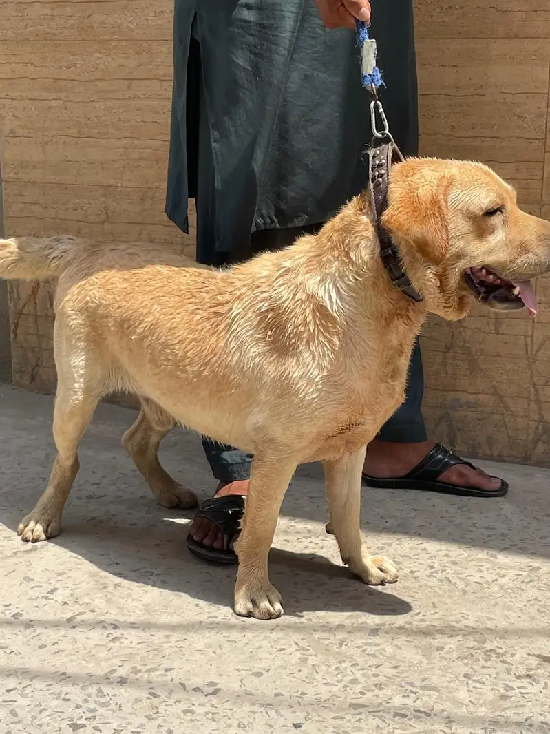 Labrador male for sale 03220050814 — photo 3