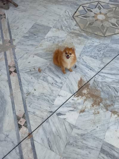 Pomeranian male hai