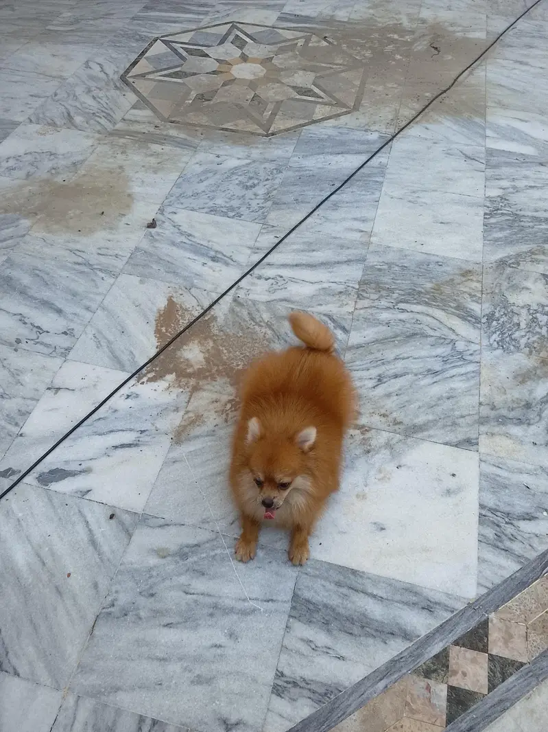 Pomeranian male hai — photo 2