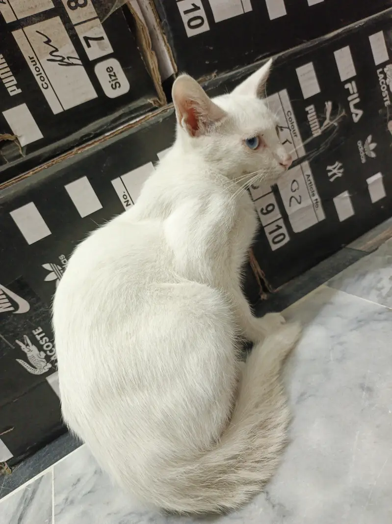 Argent Sale — photo 4