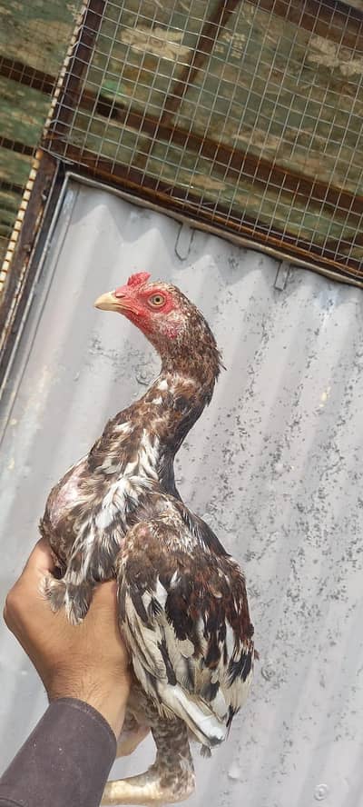 home breed ha