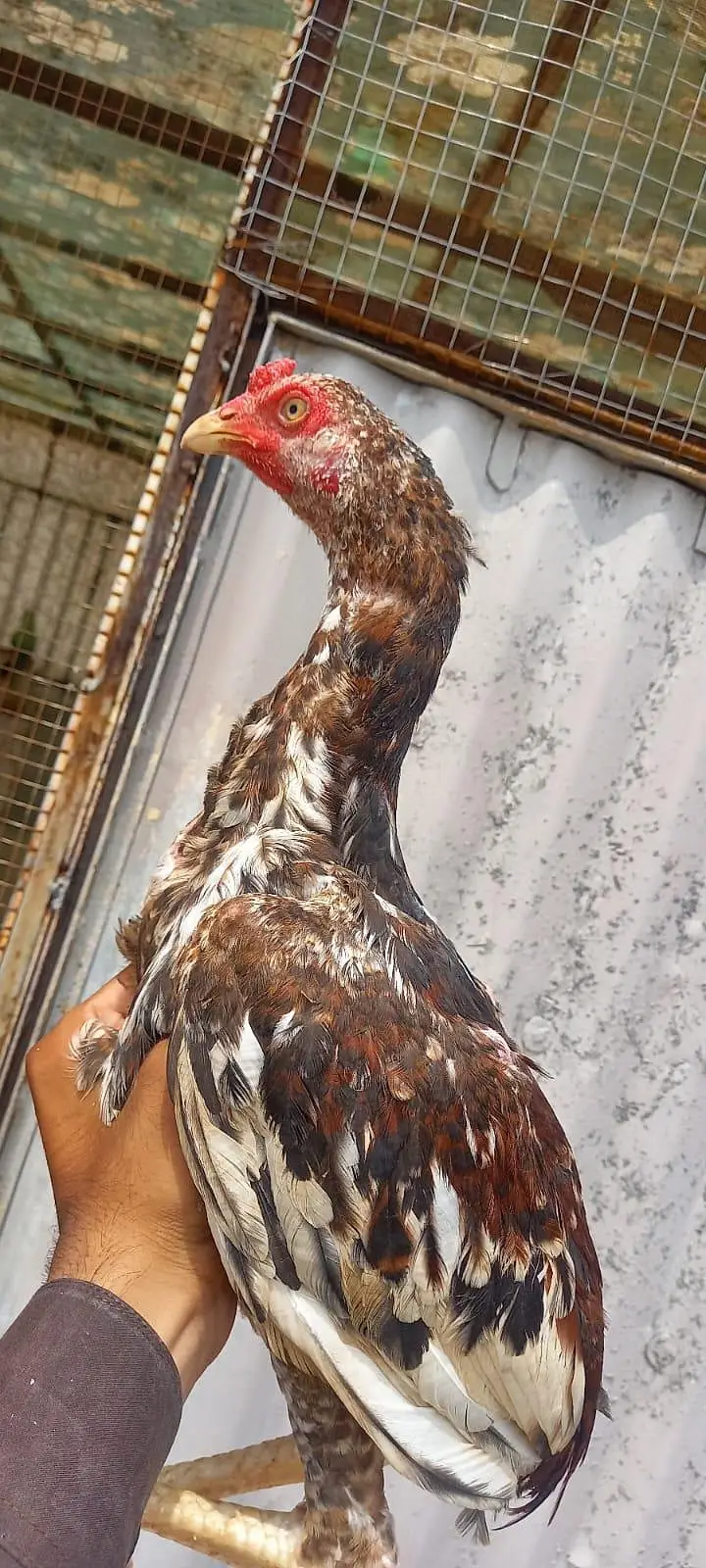 home breed ha — photo 2