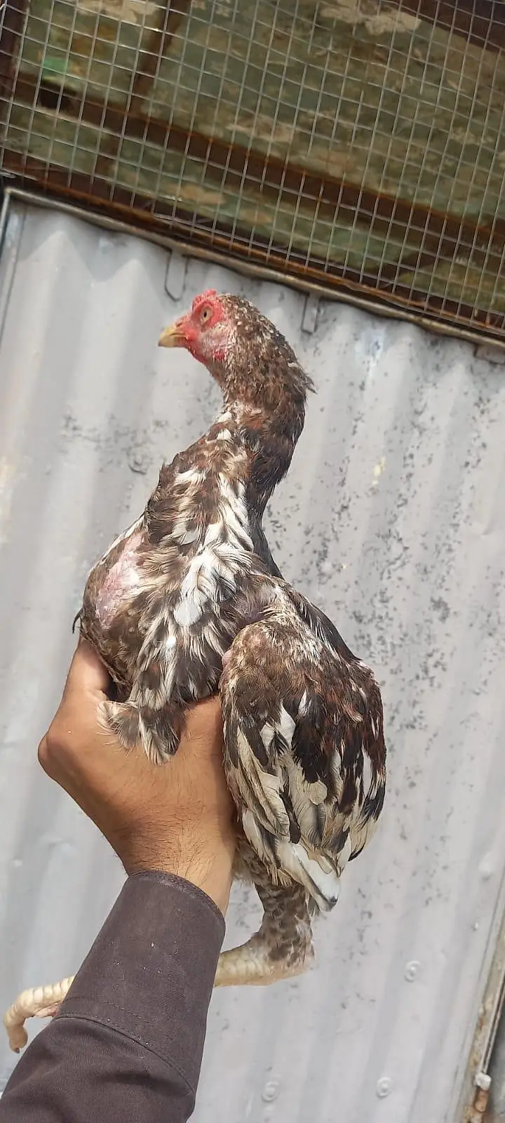 home breed ha — photo 4