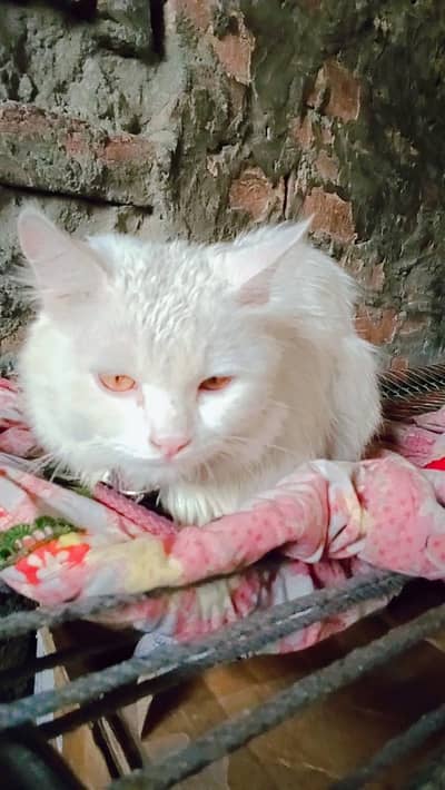 parsan cat