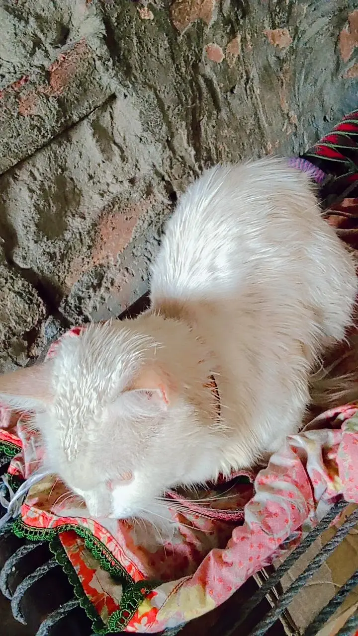 parsan cat — photo 2