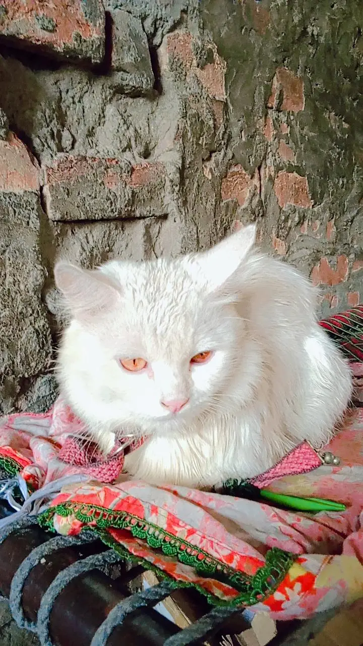 parsan cat — photo 3