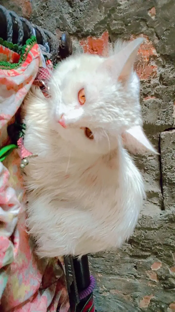 parsan cat — photo 4