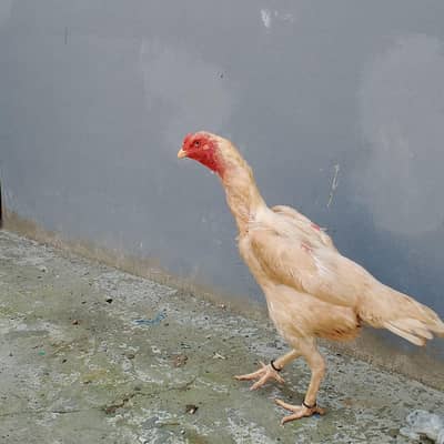 Pure white Shamo female 03169034640
