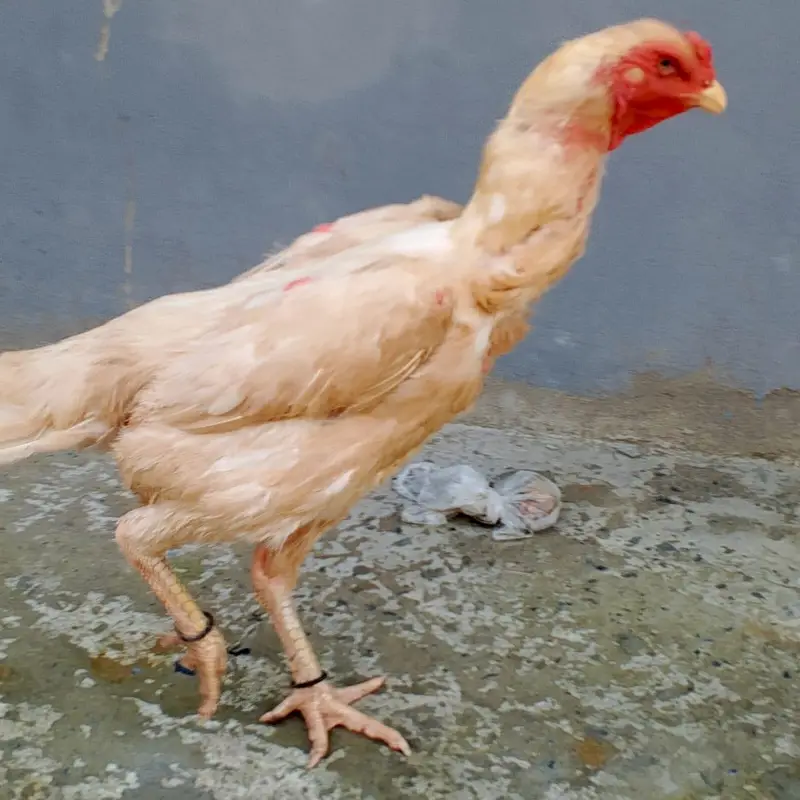 Pure white Shamo female 03169034640 — photo 2
