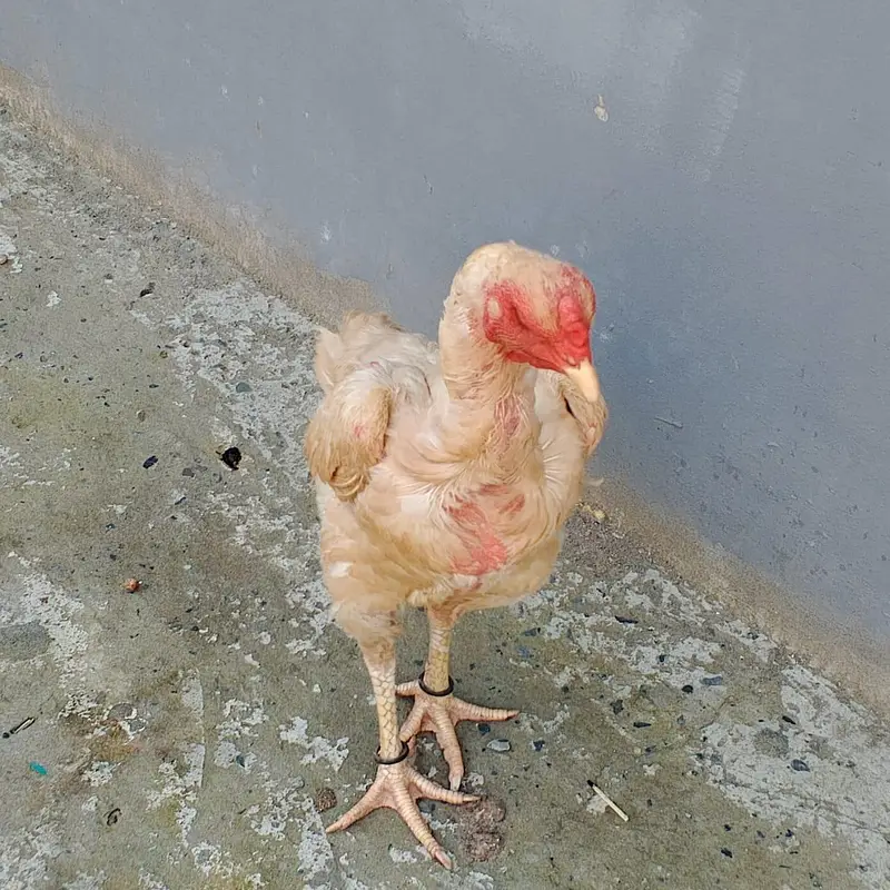 Pure white Shamo female 03169034640 — photo 3