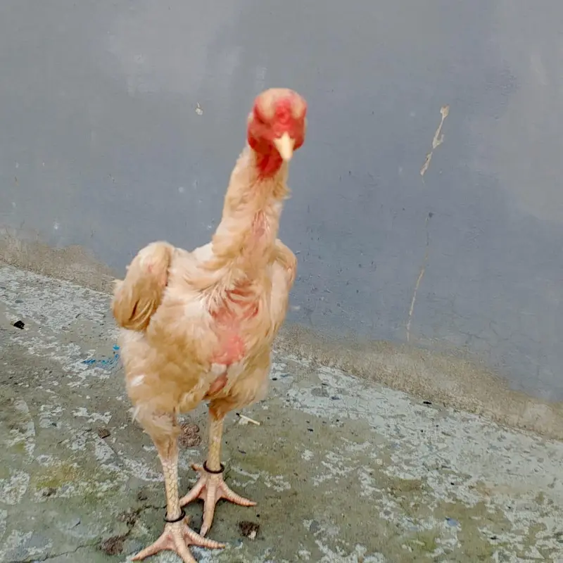 Pure white Shamo female 03169034640 — photo 4