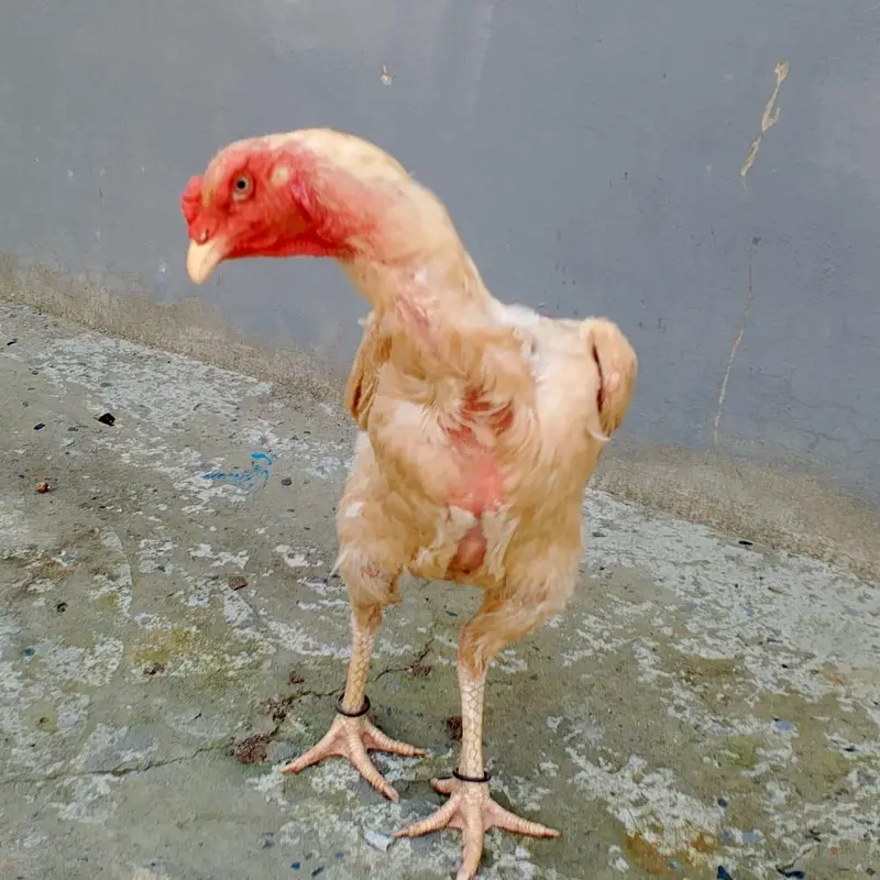 Pure white Shamo female 03169034640 — photo 6